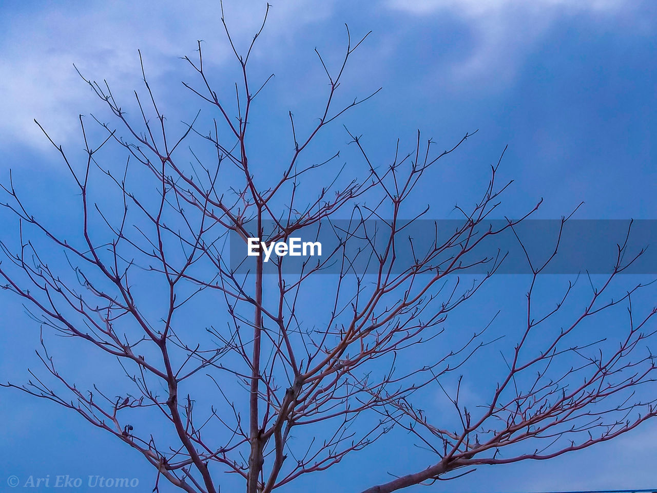 LOW ANGLE VIEW OF SILHOUETTE TREE AGAINST BLUE SKY