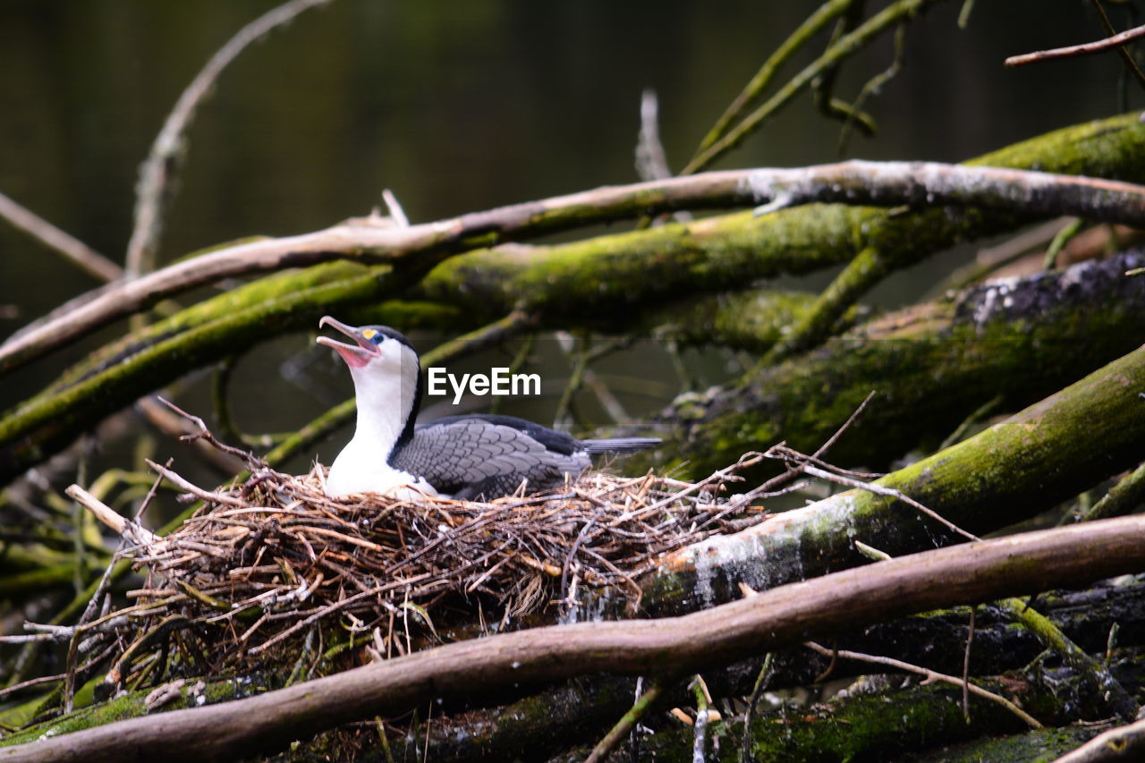 Bird sitting on nest