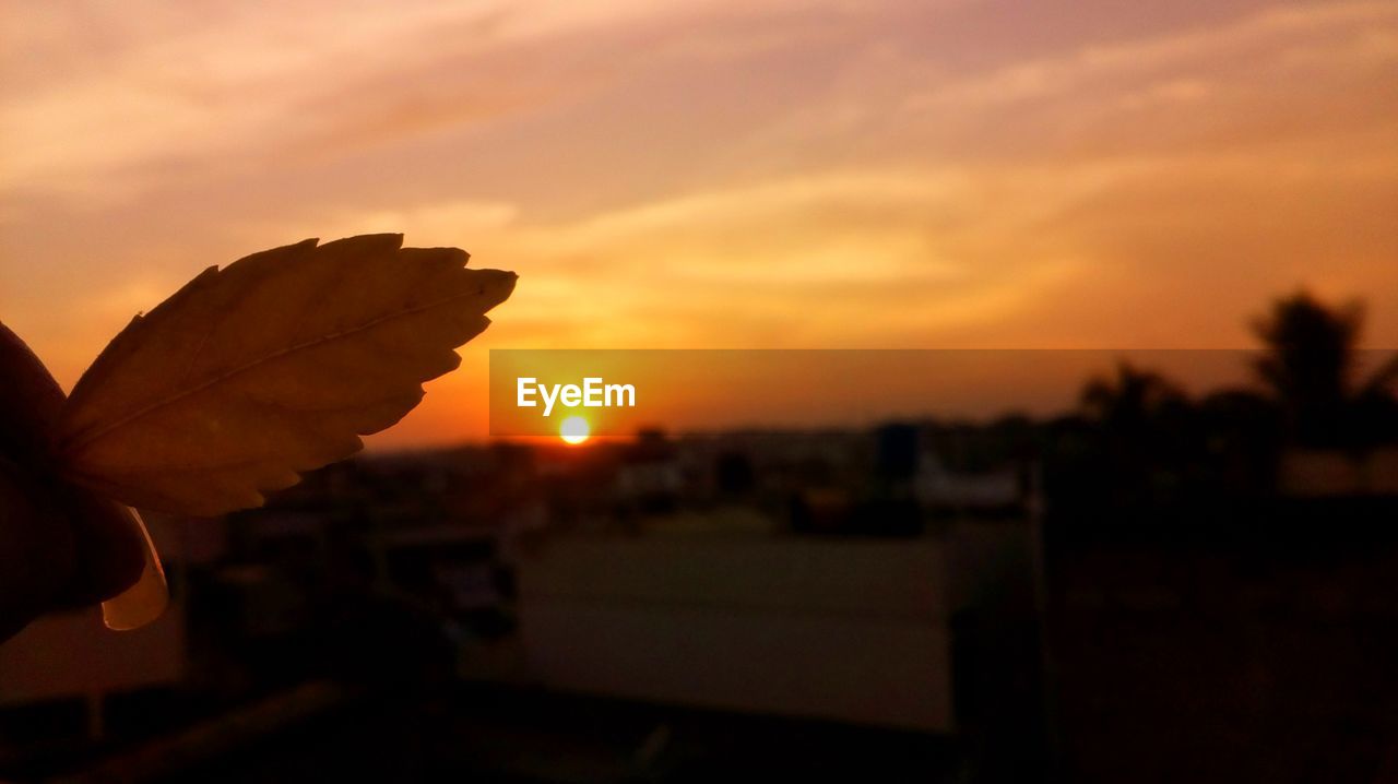 CLOSE-UP OF FLOWER AGAINST SKY DURING SUNSET