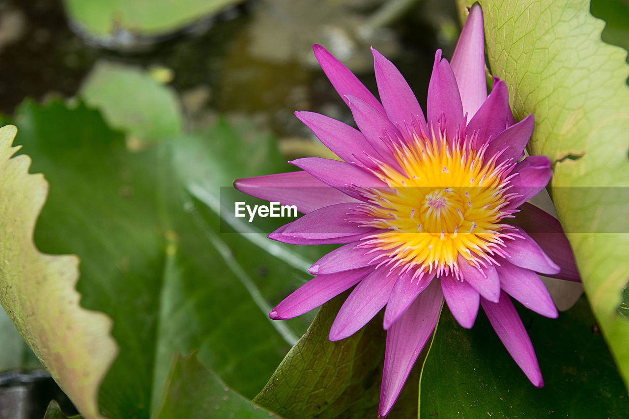 CLOSE-UP OF FRESH PINK WATER LILY IN PURPLE LOTUS