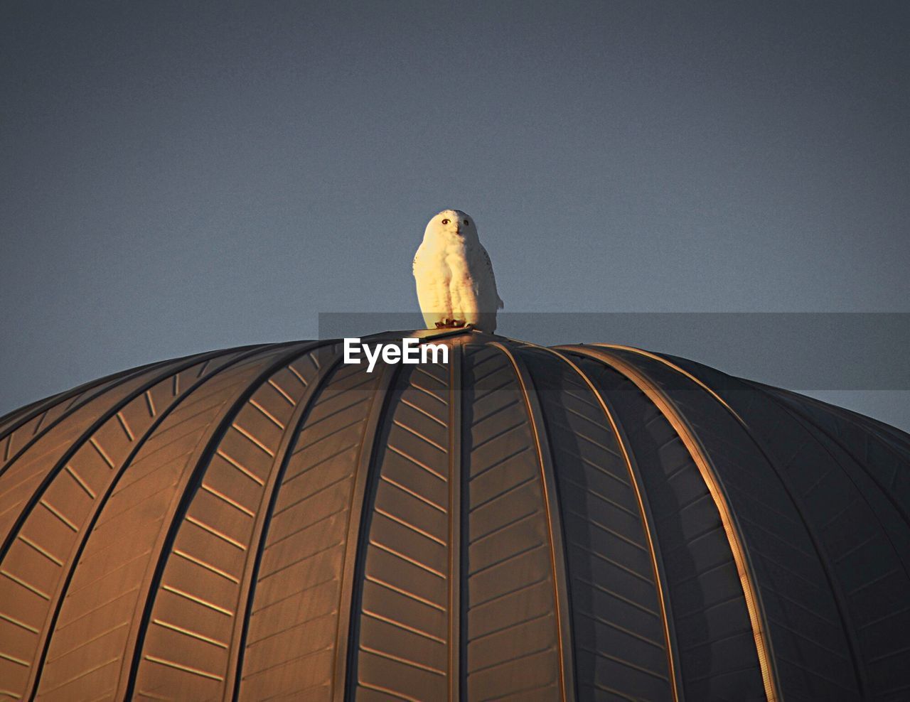White owl perching on dome