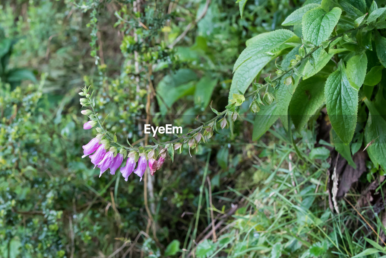 plant, growth, flower, nature, flowering plant, beauty in nature, leaf, plant part, green, freshness, no people, day, fragility, close-up, outdoors, wildflower, focus on foreground, land, tree, shrub, purple, botany, pink