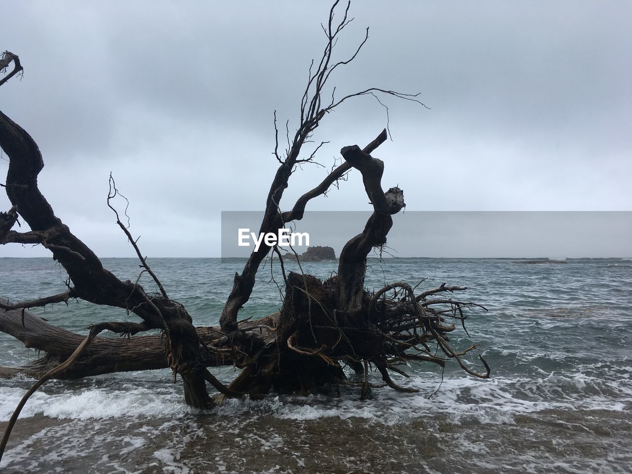 DEAD TREE ON SEA AGAINST SKY