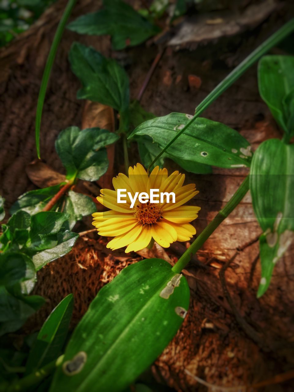 CLOSE-UP OF YELLOW FLOWERING PLANTS