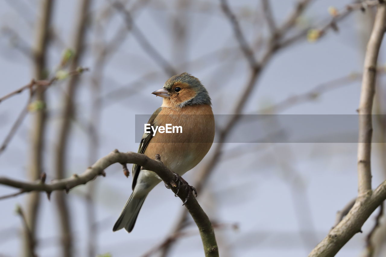 A chaffinch male 