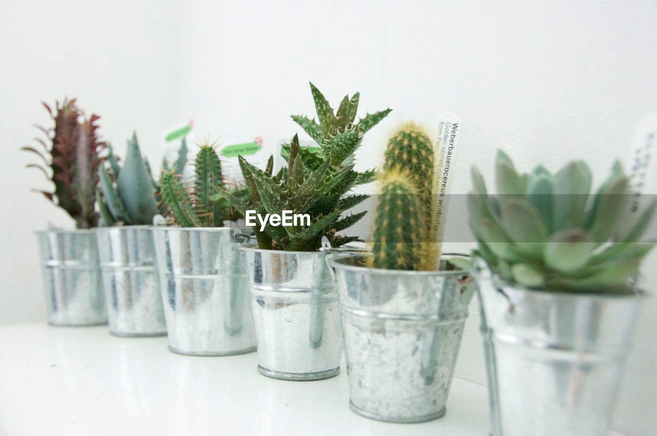 Close-up of potted plants