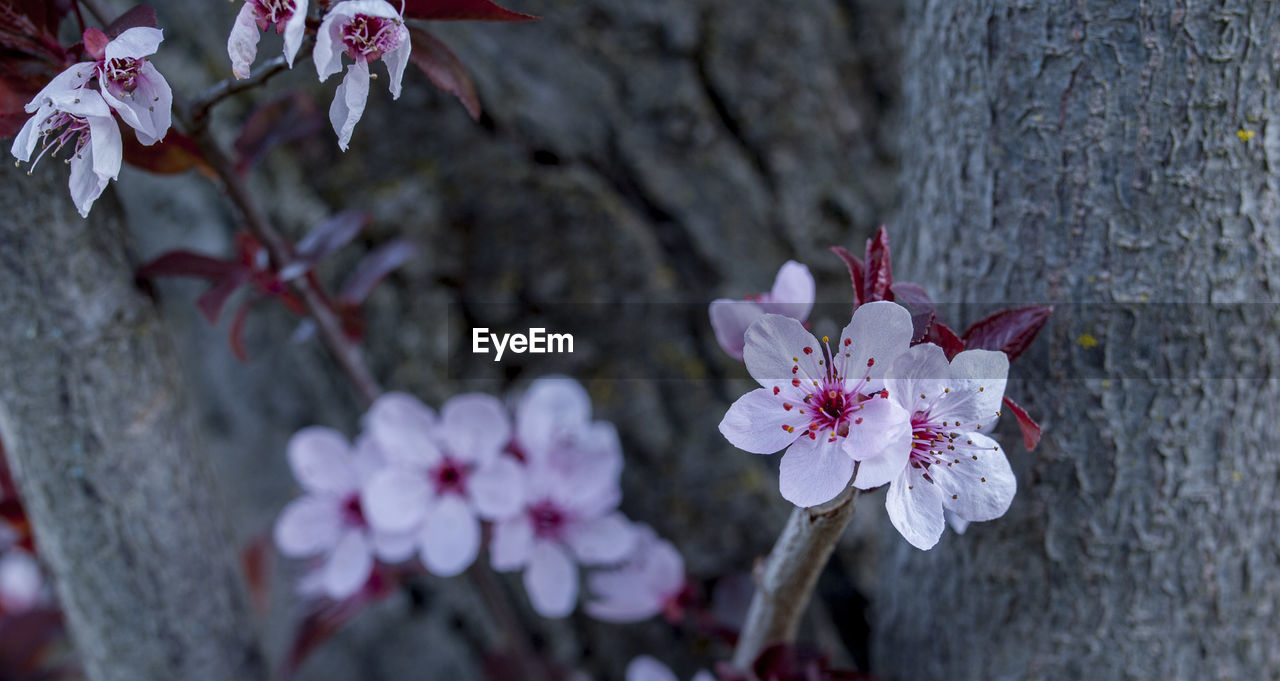 CLOSE-UP OF FRESH PINK FLOWERS IN TREE