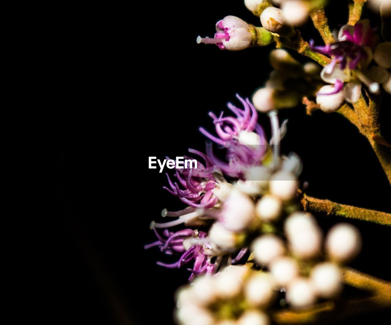 CLOSE-UP OF PURPLE FLOWERS