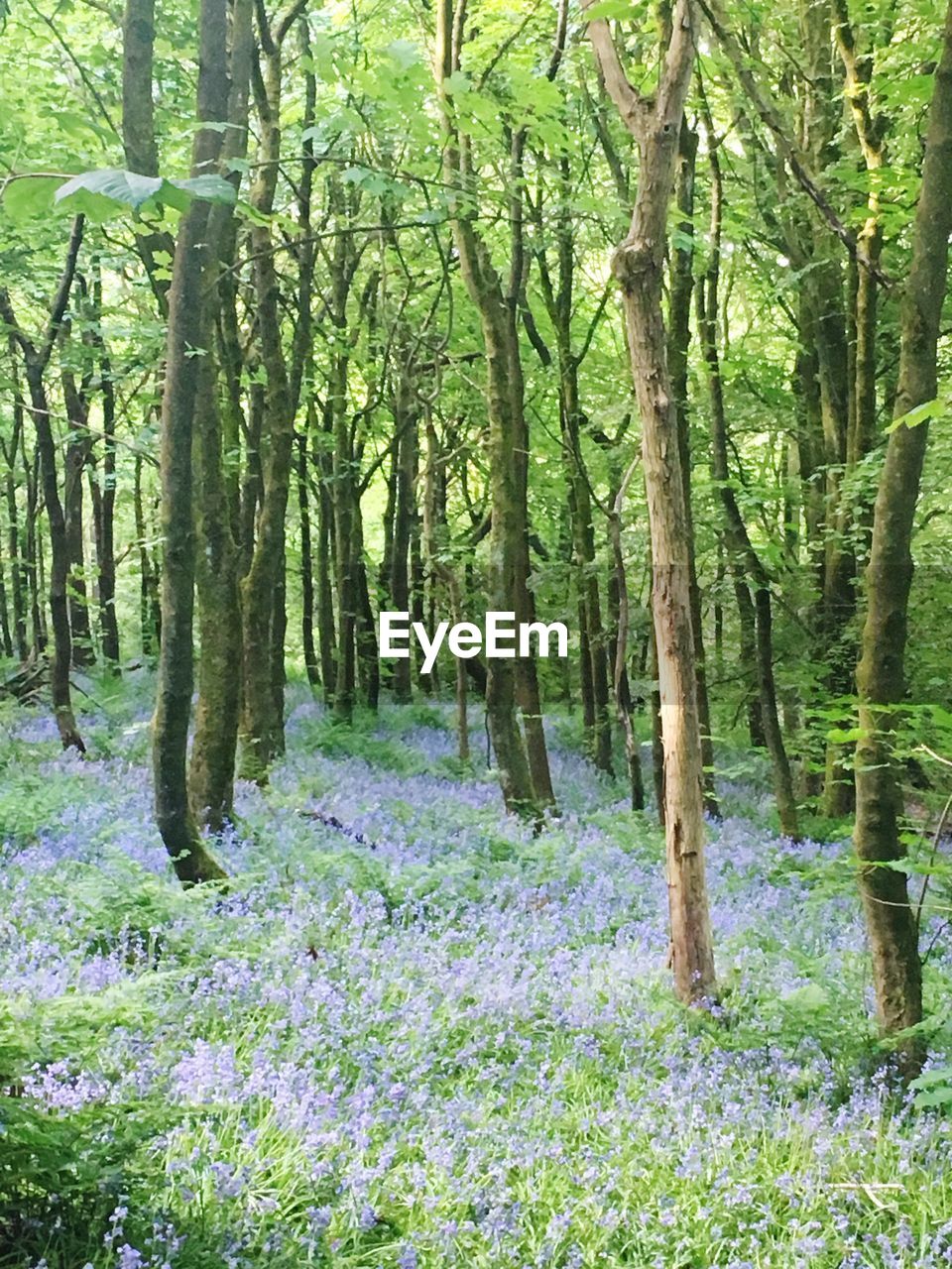 SCENIC VIEW OF TREES IN FOREST