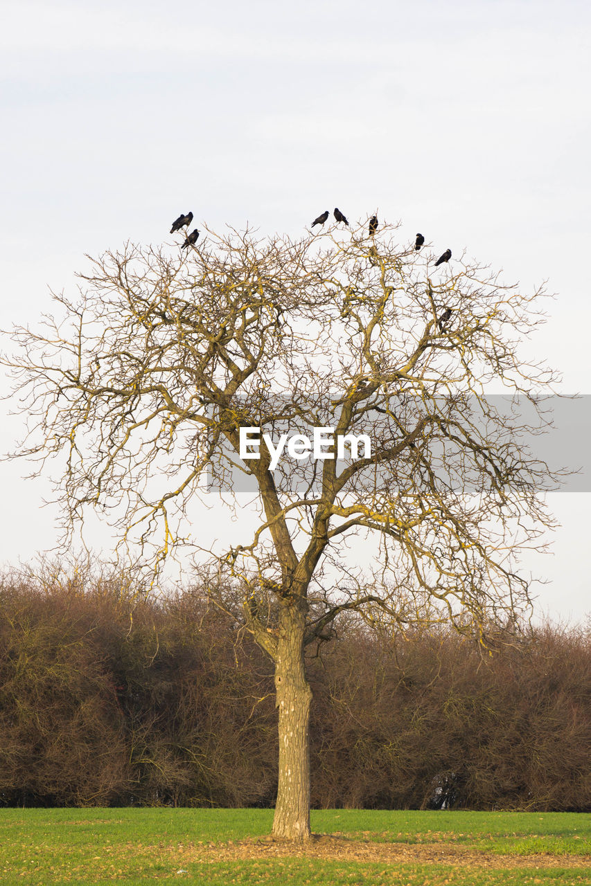 Low angle view of birds on bare trees at grassy field