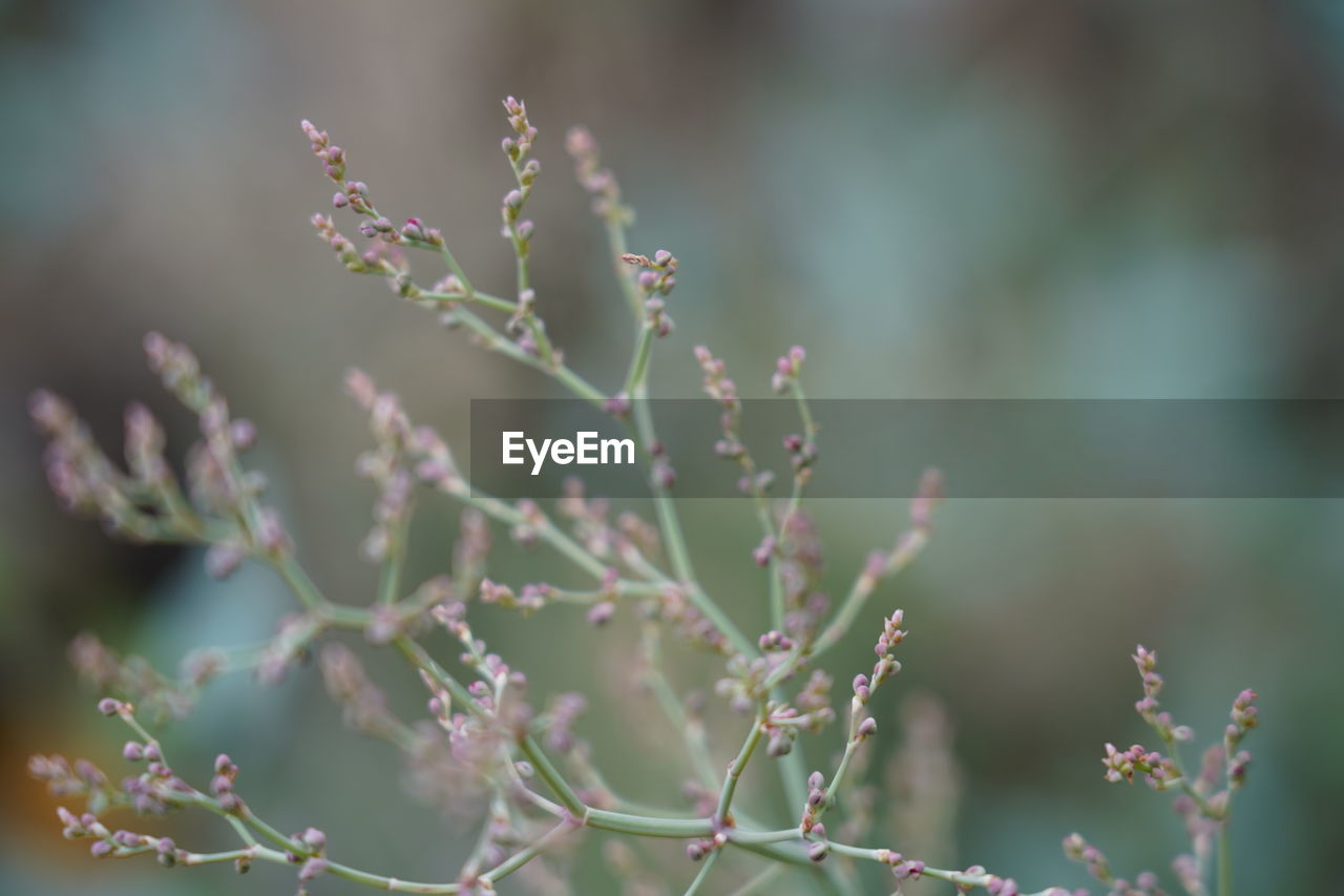 CLOSE-UP OF RED FLOWERING PLANT