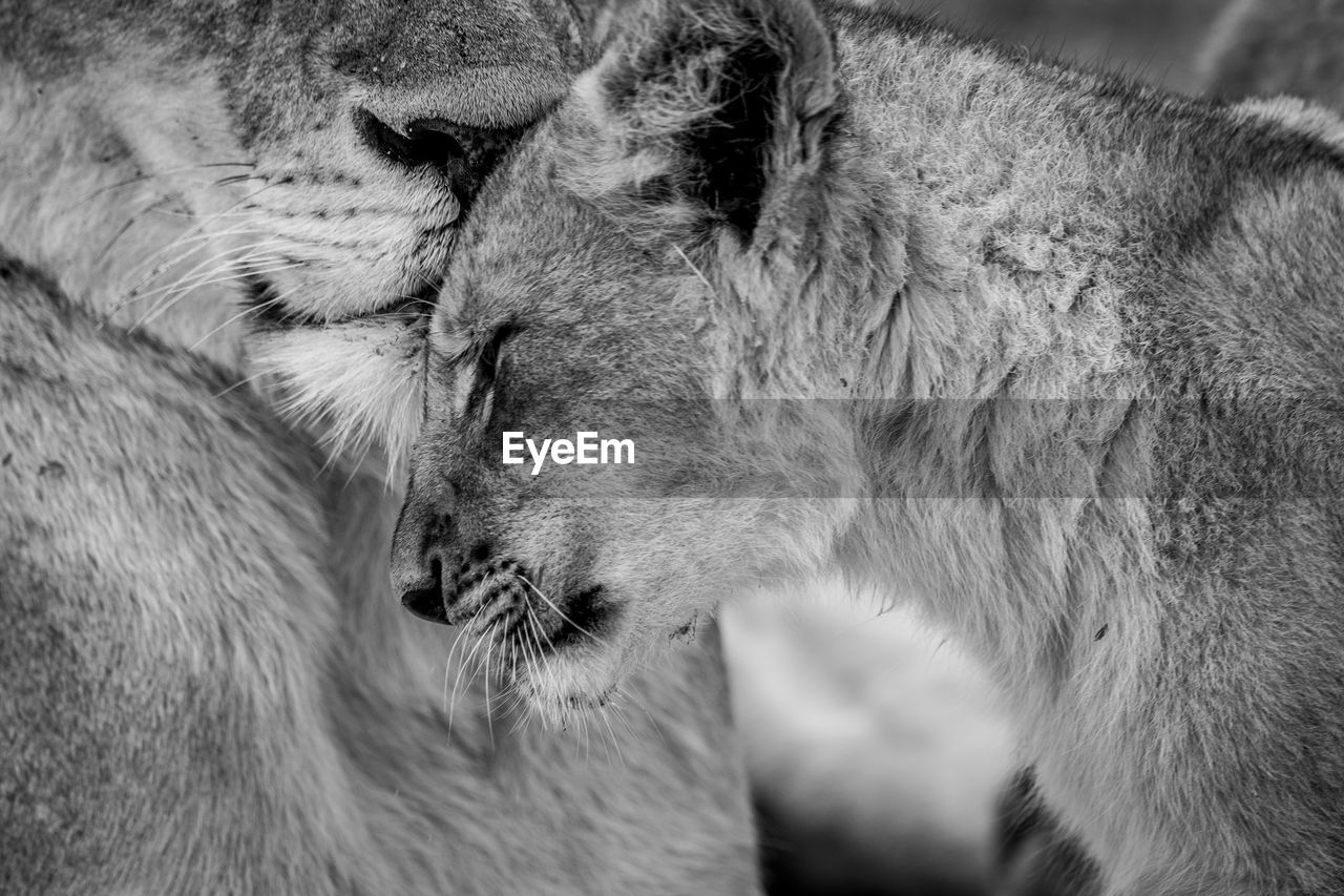 close-up of lion in zoo