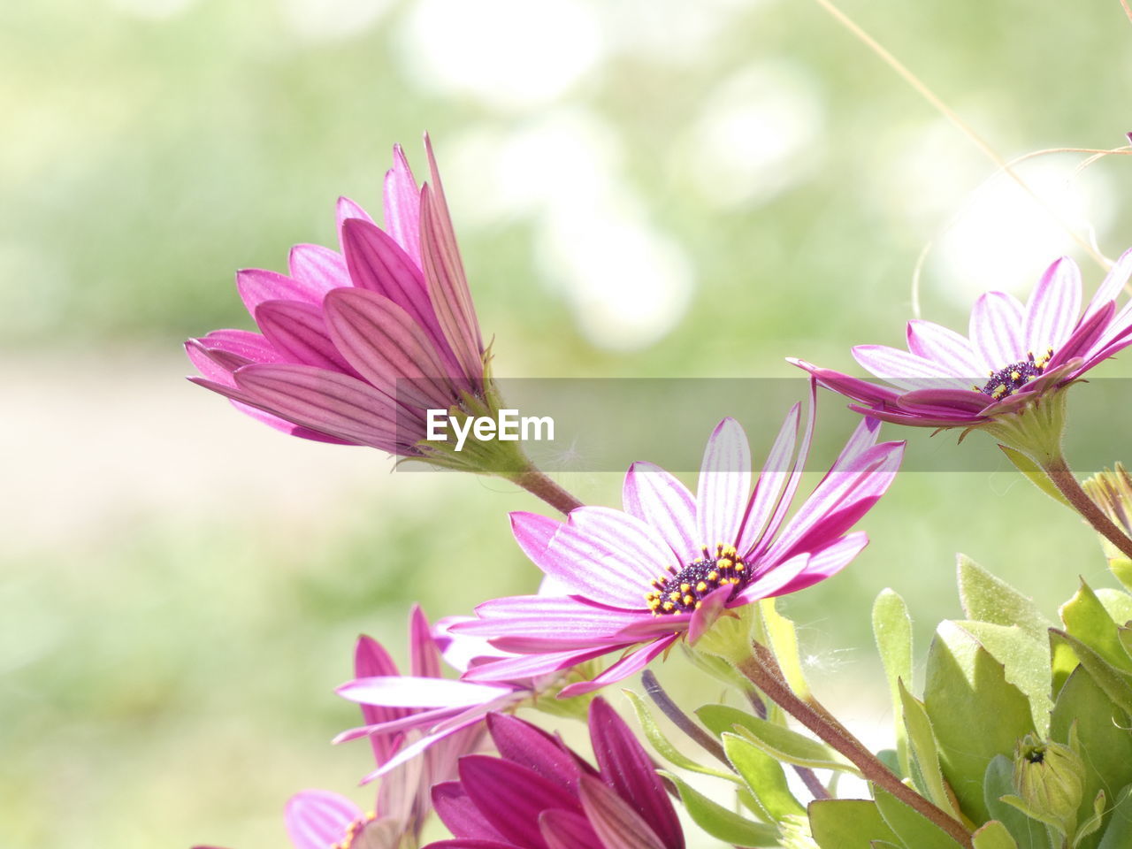 Close-up of purple flowering plant