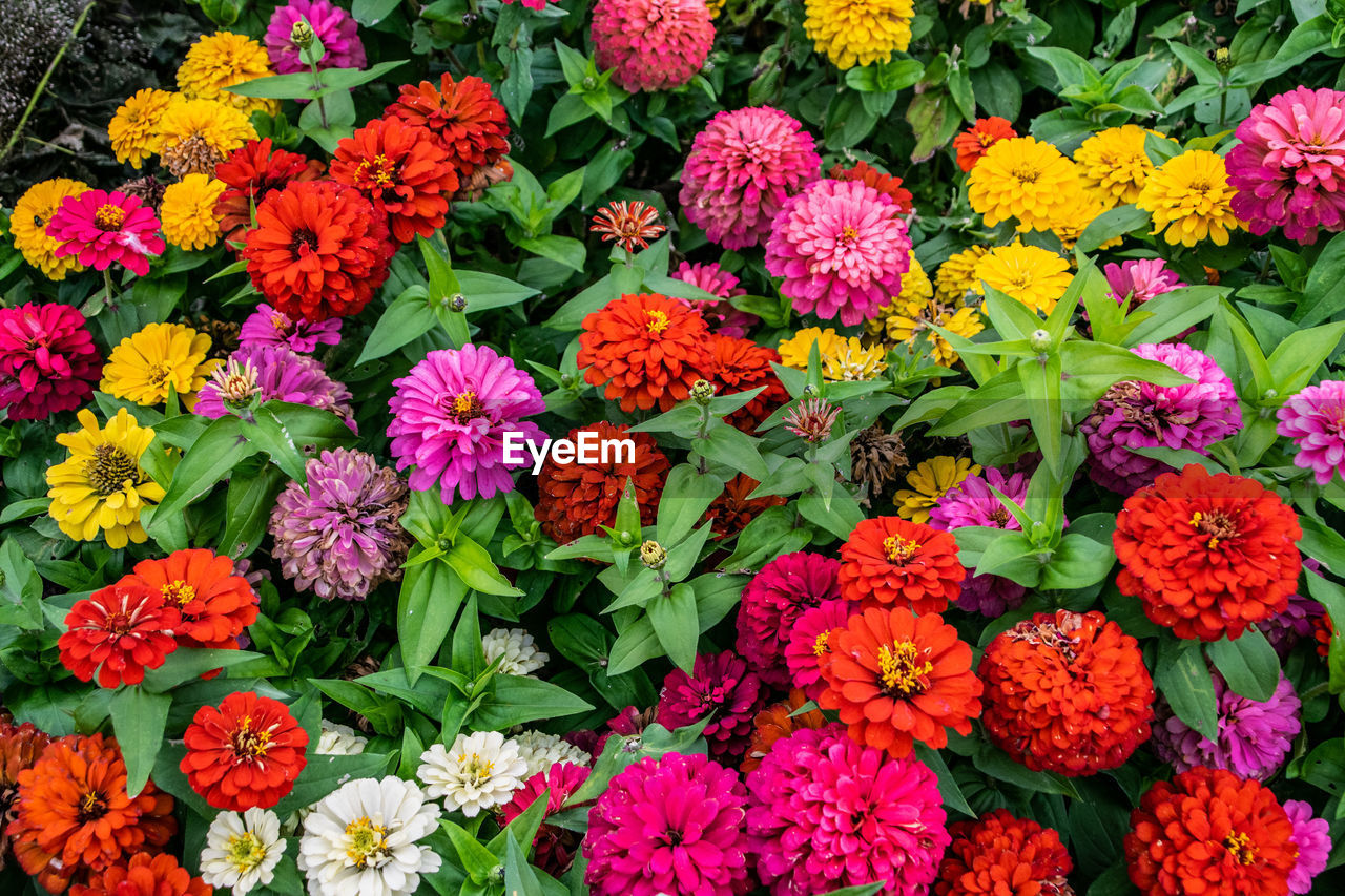 High angle view of flowering plants