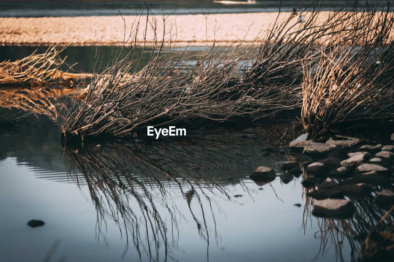 REFLECTION OF PLANTS IN LAKE