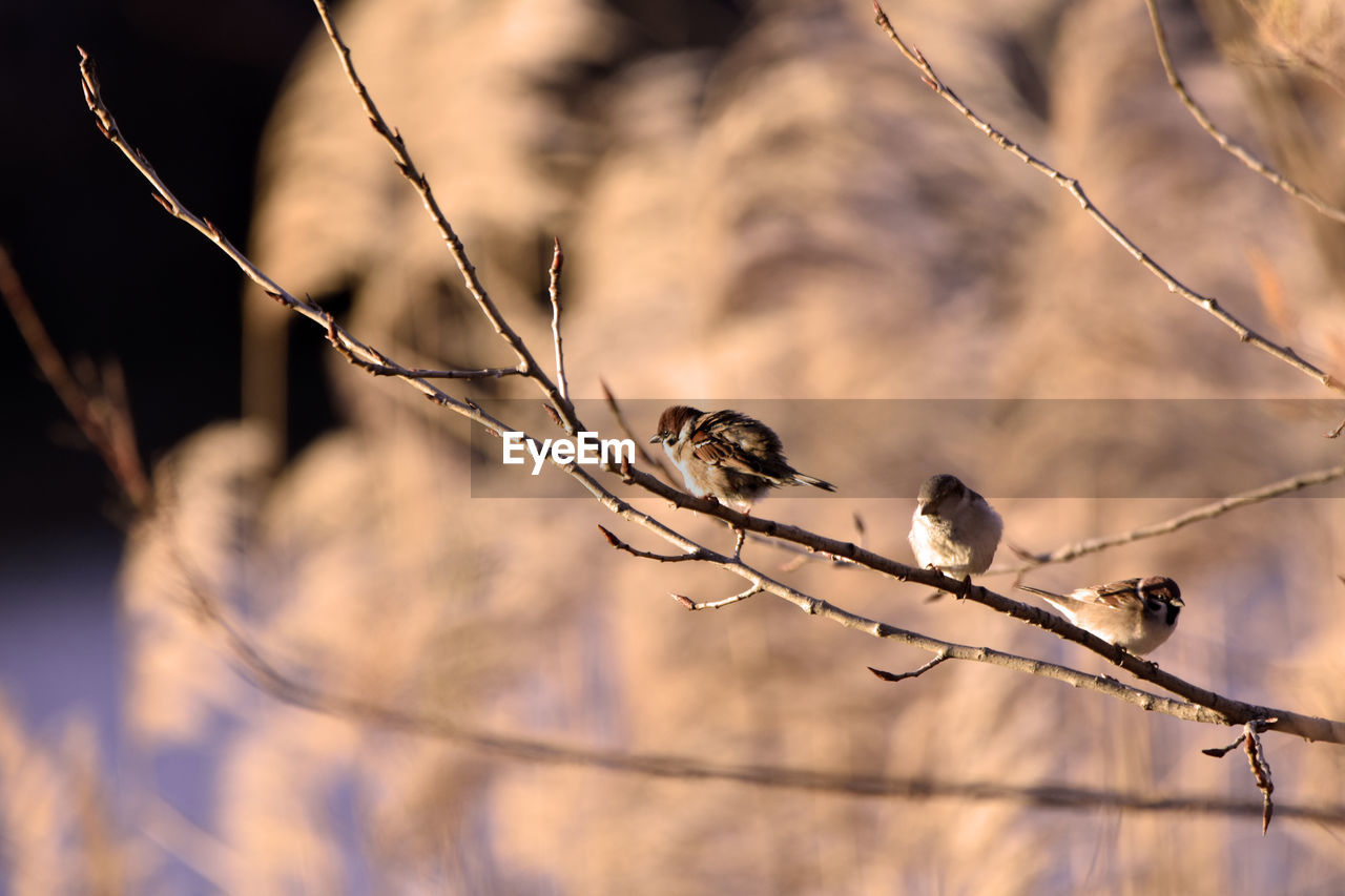 VIEW OF BIRD PERCHING ON BRANCH