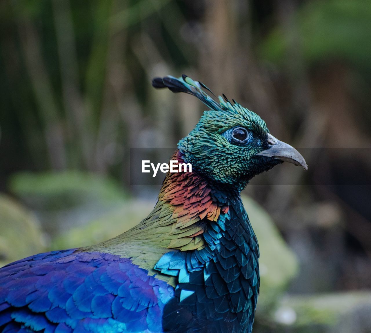 animal themes, animal, bird, one animal, animal wildlife, blue, peacock, multi colored, beak, wildlife, feather, animal body part, nature, beauty in nature, no people, peacock feather, profile view, close-up, vibrant color, outdoors, tropical bird, focus on foreground, side view