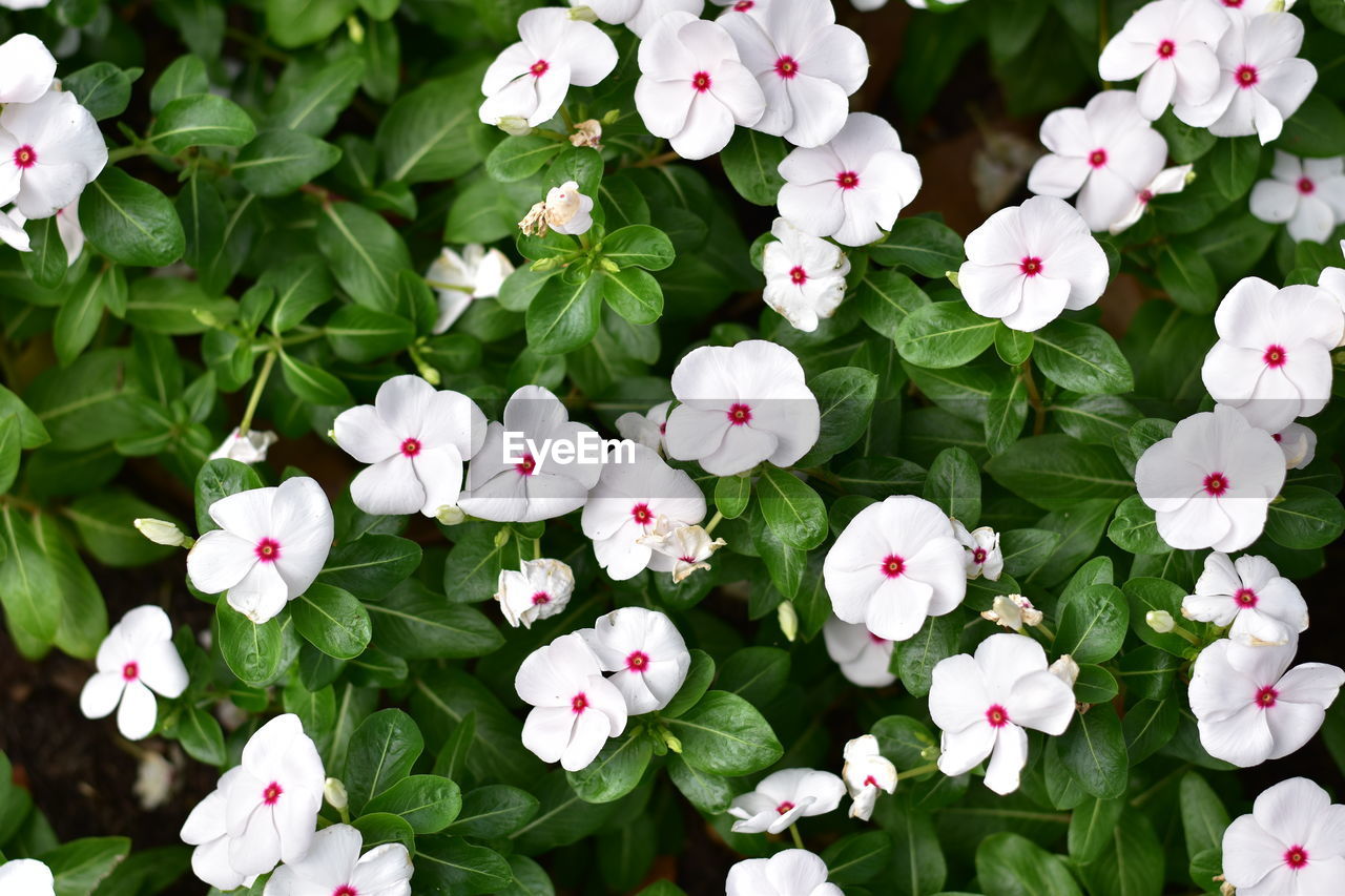 Close-up of white flowering plants in park