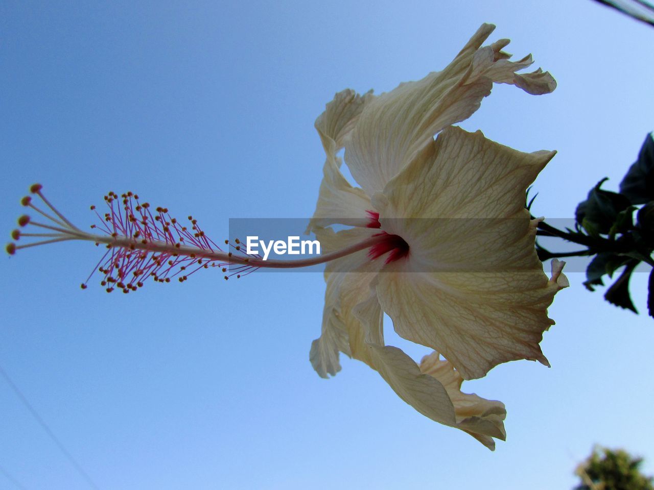 LOW ANGLE VIEW OF RED FLOWERING PLANT AGAINST CLEAR SKY