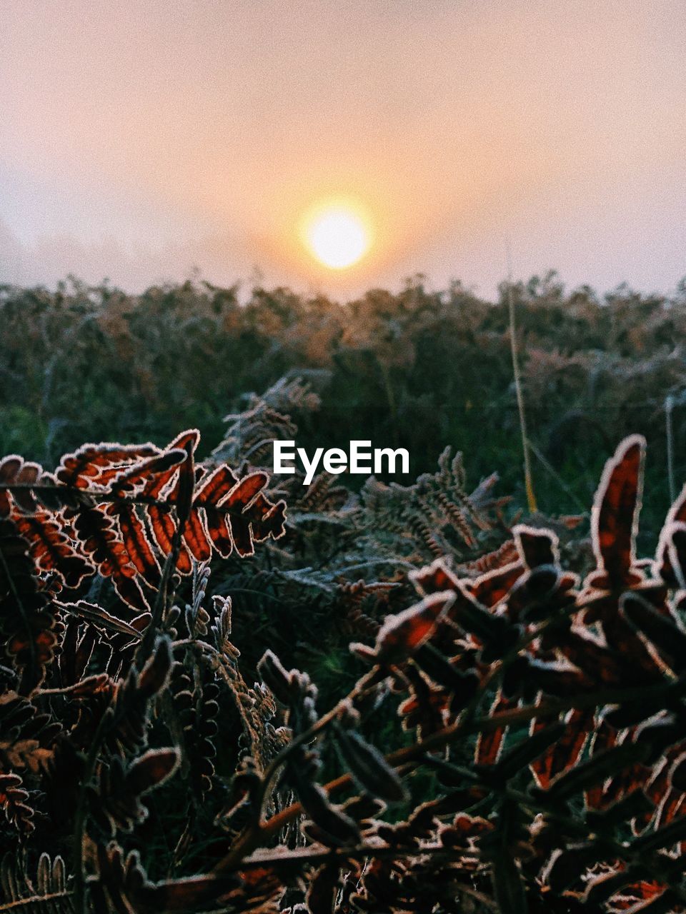 CLOSE-UP OF PLANTS DURING SUNSET