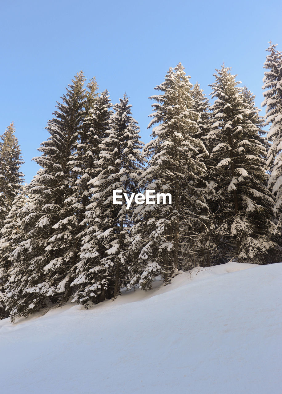 PINE TREES ON SNOW COVERED LAND AGAINST CLEAR SKY