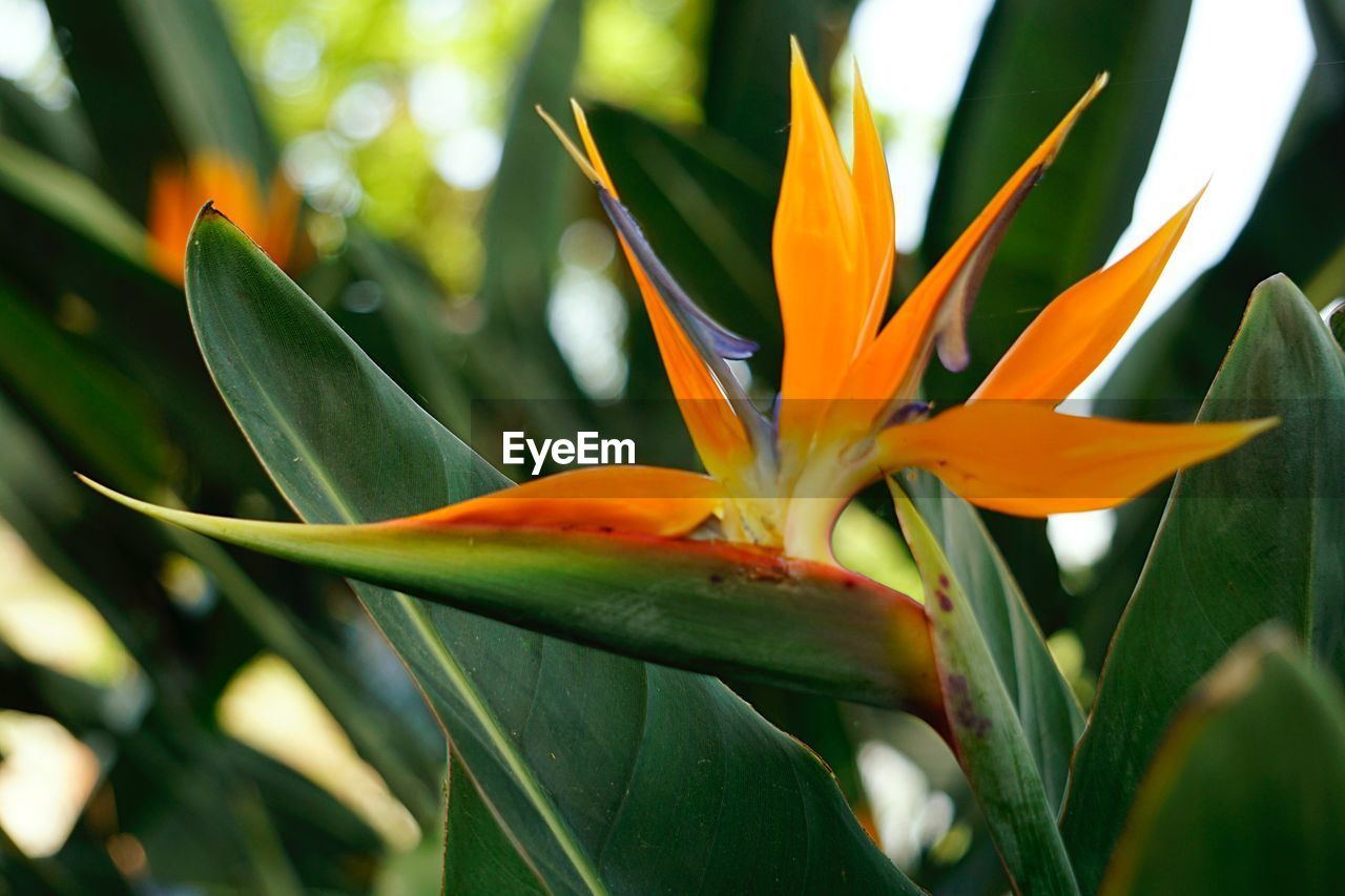 Close-up of orange flowering plant