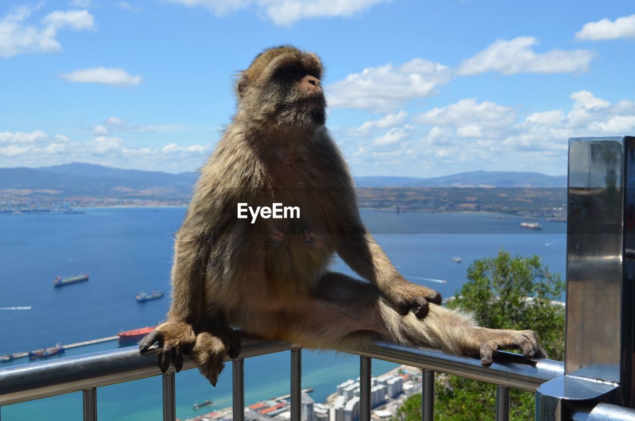 Monkey looking at sea against sky