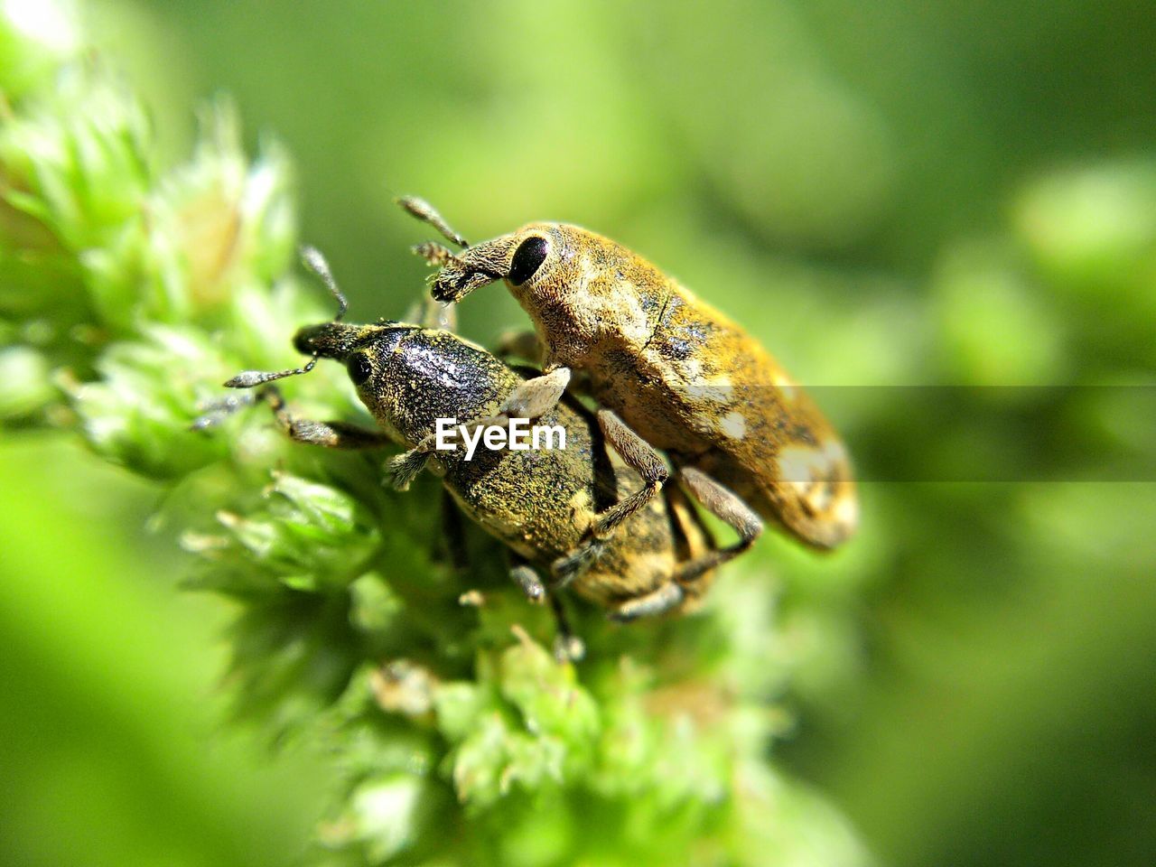 Close-up of insect mating on plant