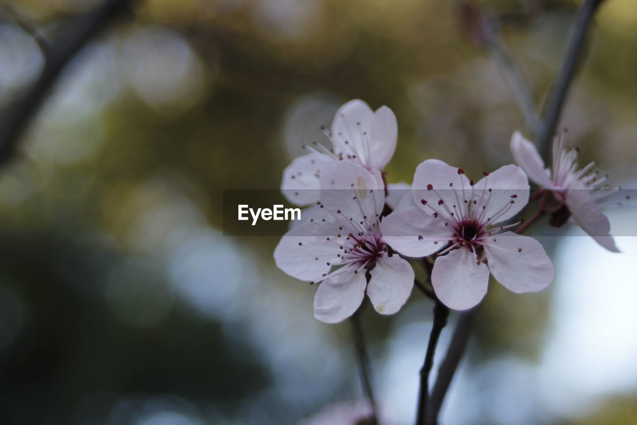 CLOSE-UP OF WHITE BLOSSOMS