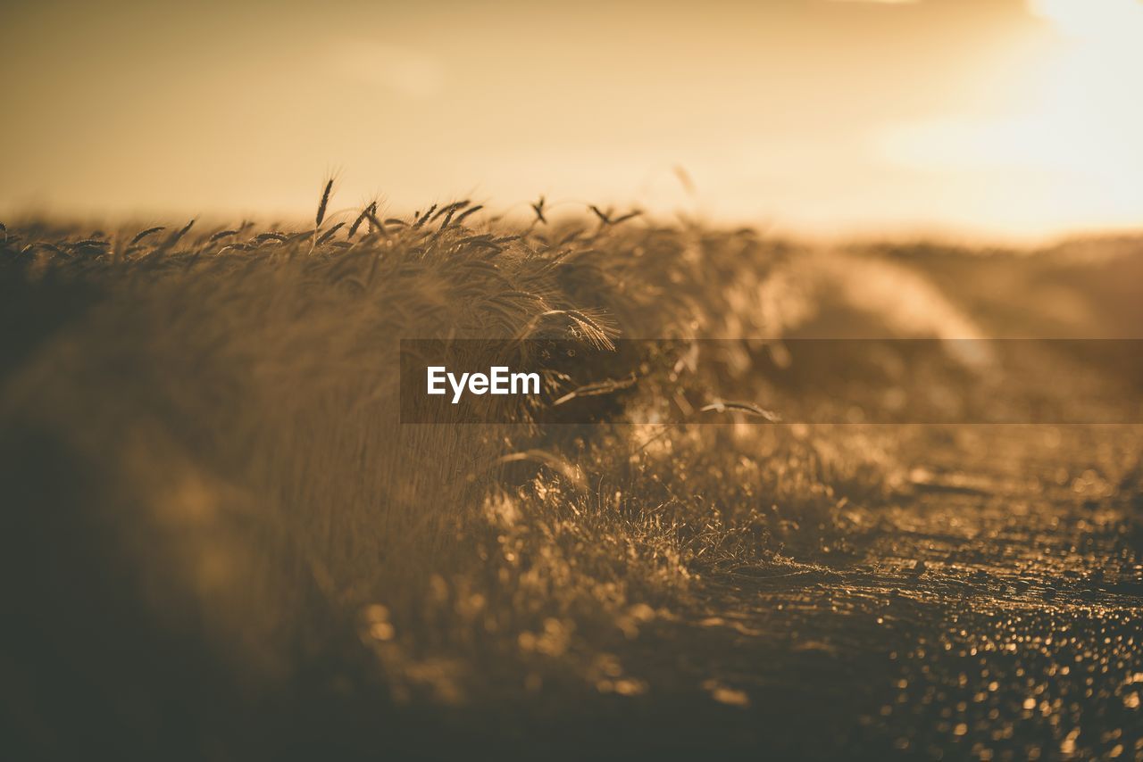 Rye crops growing on field during sunset