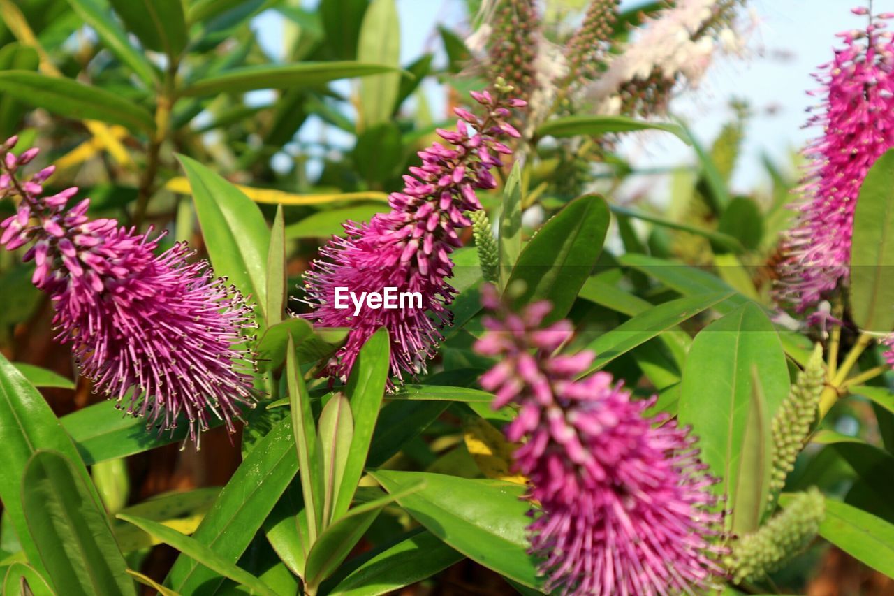 Close-up of pink flowers