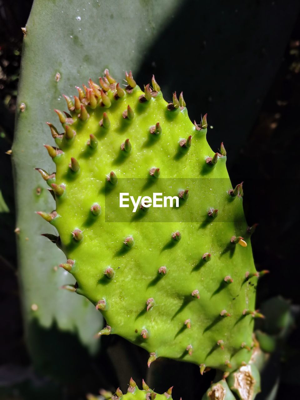 Close-up of prickly pear cactus