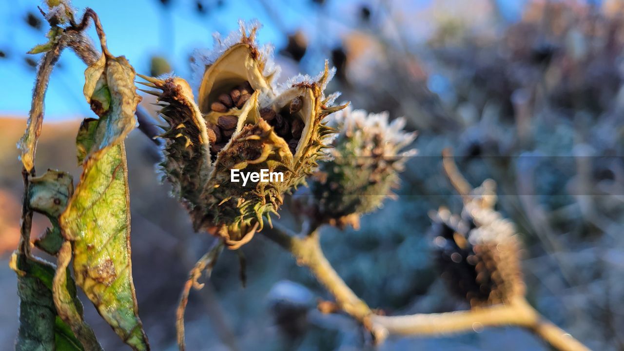 CLOSE-UP OF WILTED PLANT BY TREE