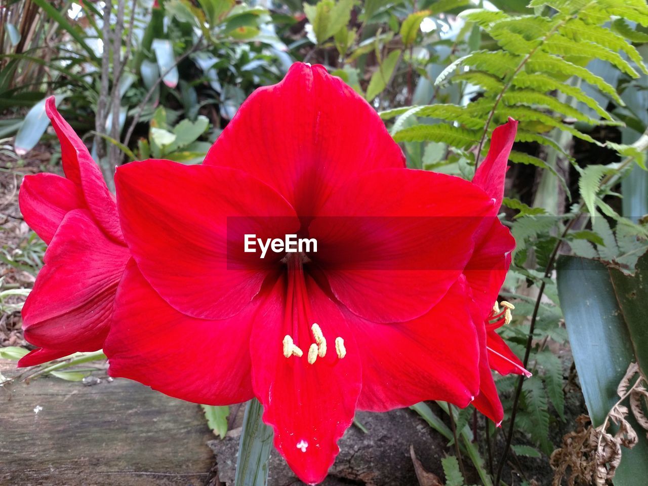 CLOSE-UP OF RED HIBISCUS BLOOMING IN PARK