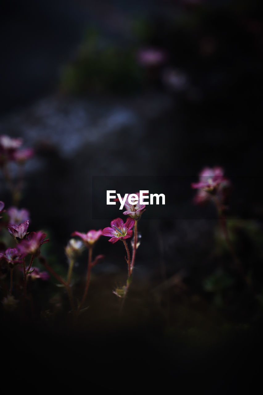 Beautiful Garden Flowers Beauty In Nature Close-up Day Flower Flower Head Flowering Plant Fragility Freshness Garden Growth Inflorescence Nature No People Outdoors Petal Pink Color Plant Selective Focus Vulnerability