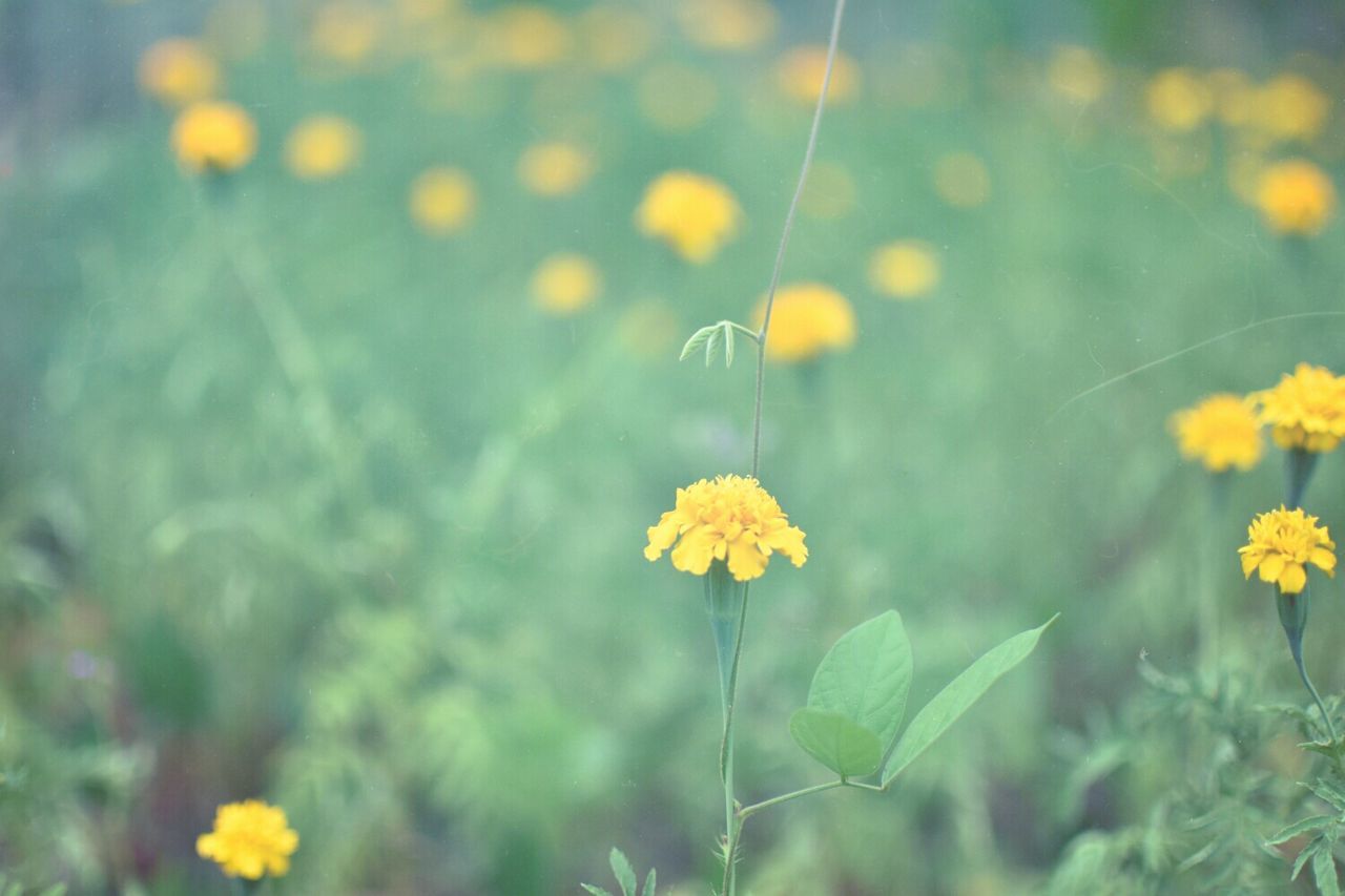 Close-up of yellow daisy flowers blooming in garden