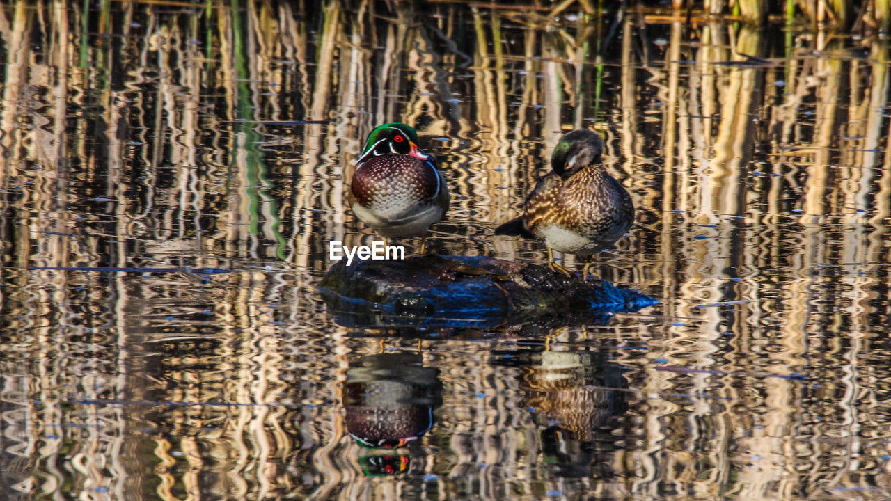 Pair of wood ducks swimming in lake