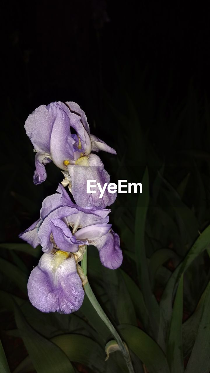 CLOSE-UP OF FLOWER BLOOMING OUTDOORS AT NIGHT