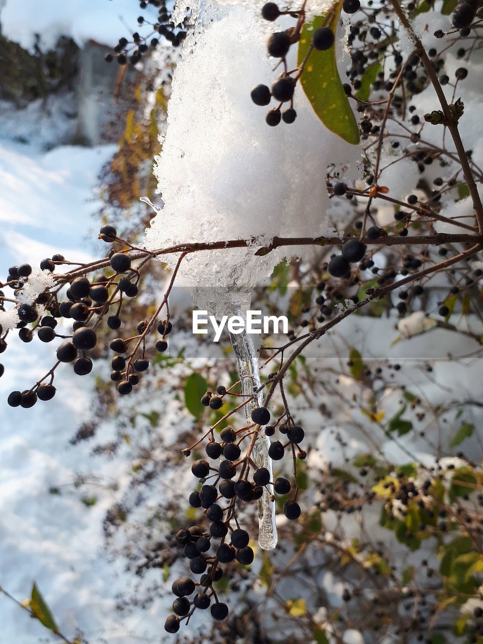 CLOSE-UP OF SNOW COVERED TREE