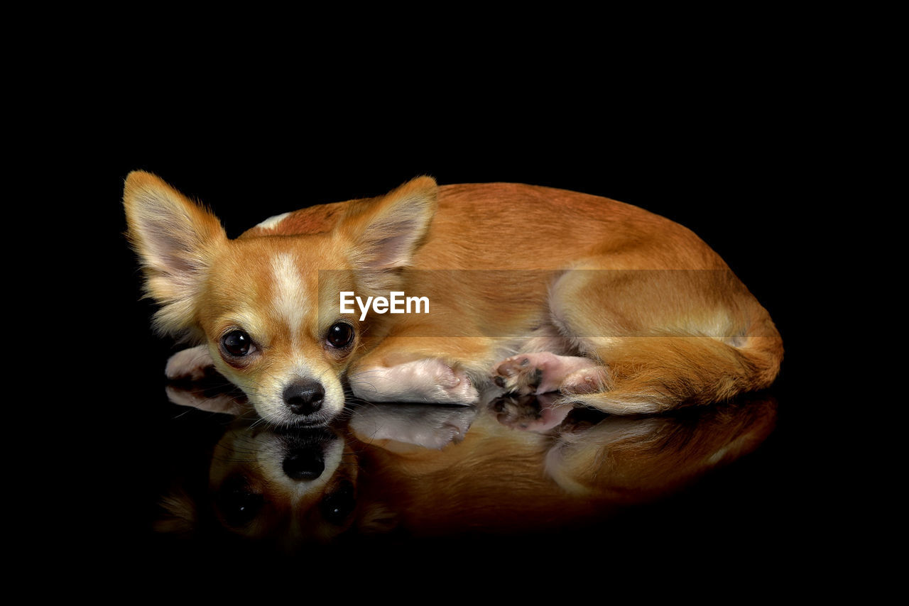 Close-up portrait of dog relaxing over black background