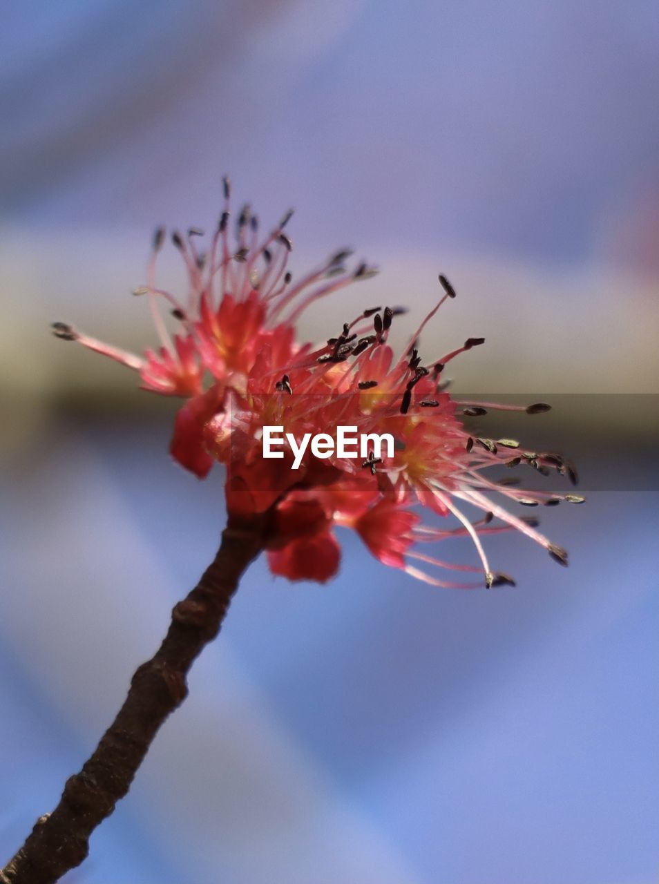 CLOSE-UP OF CHERRY BLOSSOMS