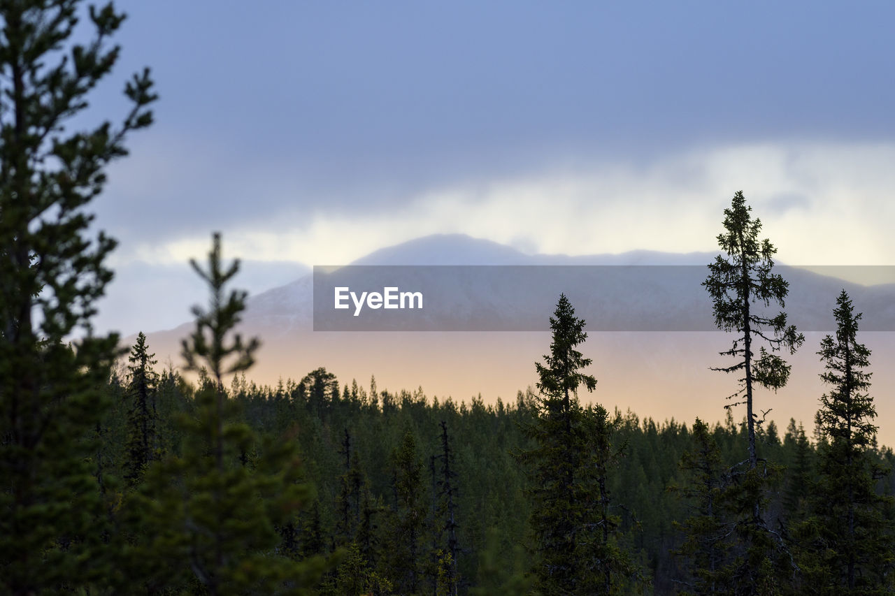 SCENIC VIEW OF TREE MOUNTAINS AGAINST SKY