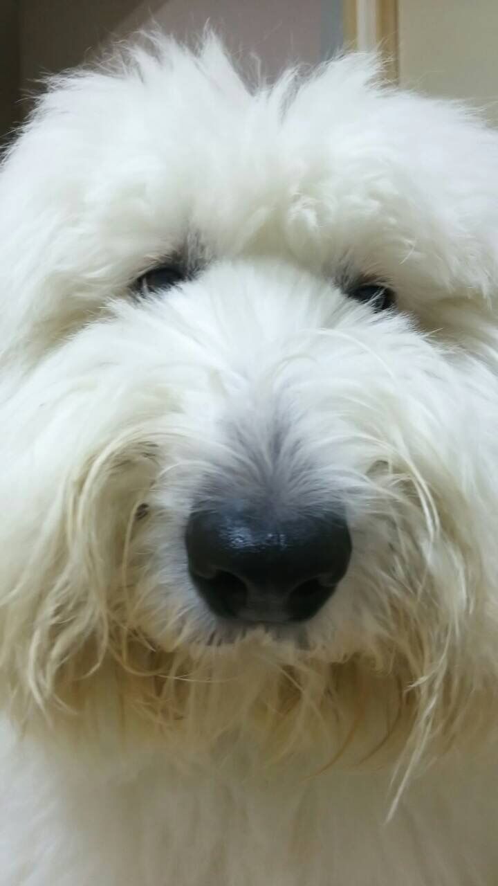 CLOSE-UP OF WHITE DOG