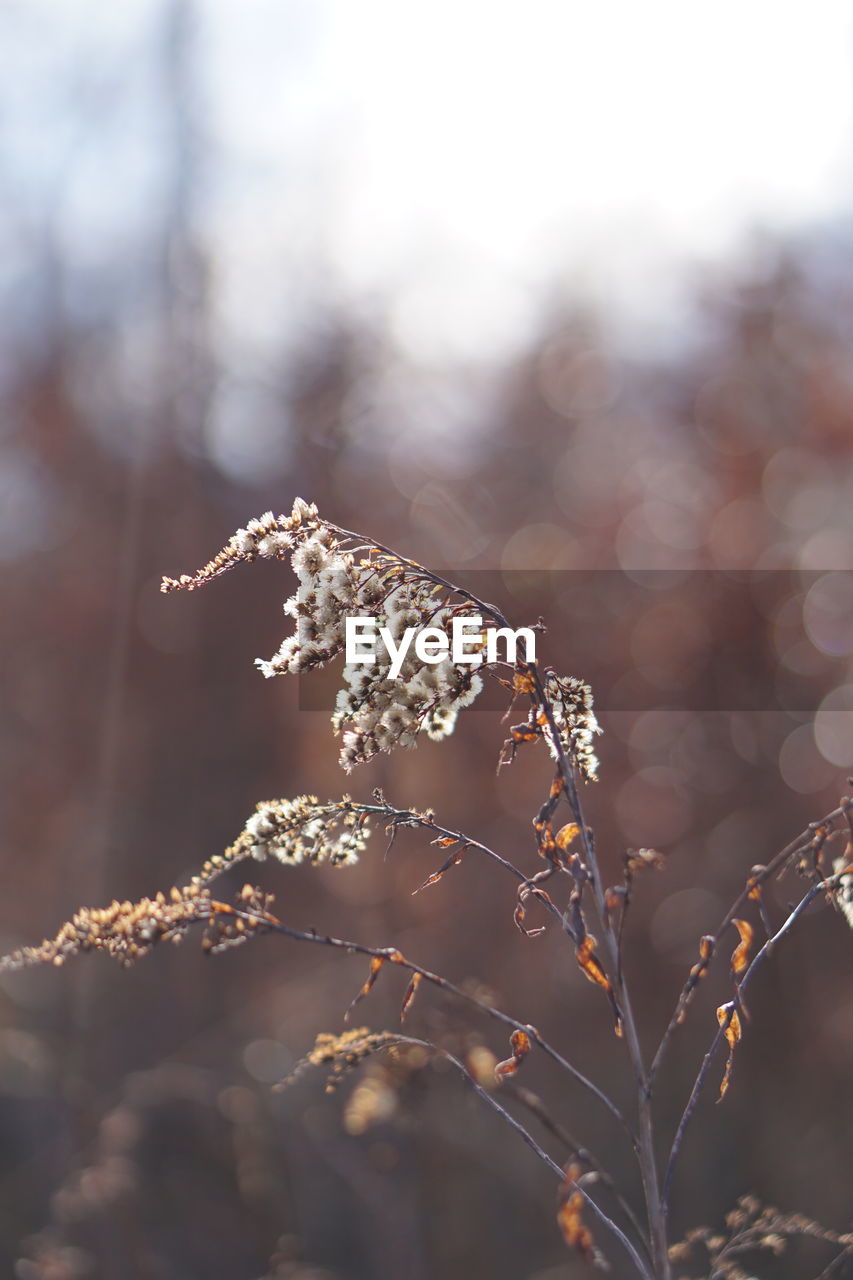 CLOSE-UP OF FROZEN PLANTS