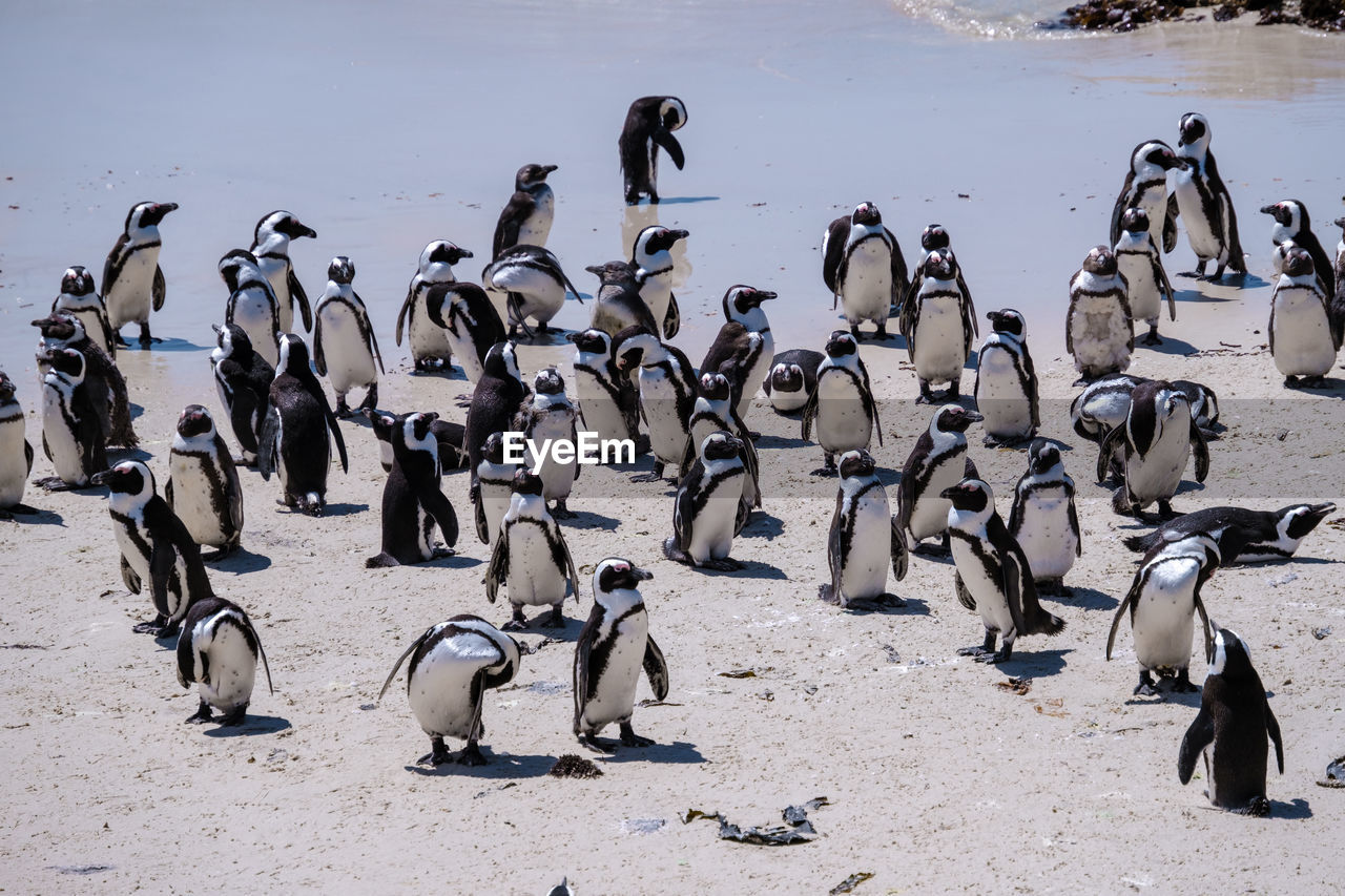 high angle view of penguins