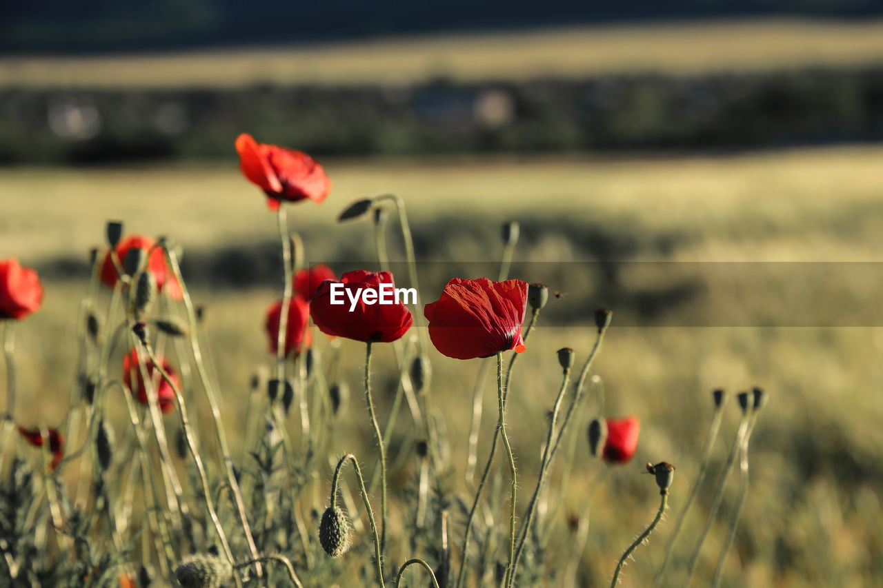 Close-up of red poppy flowers