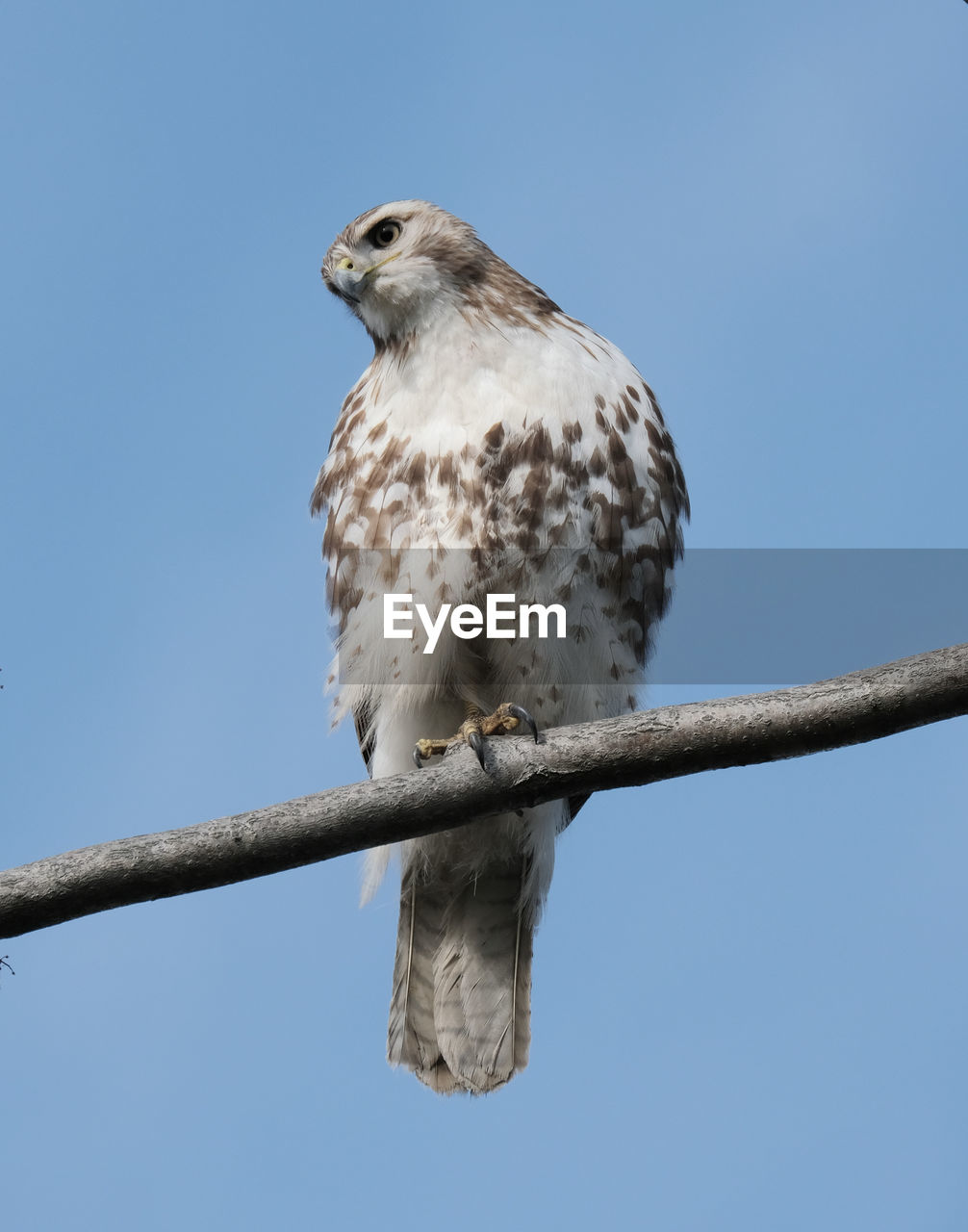 LOW ANGLE VIEW OF EAGLE PERCHING ON TREE