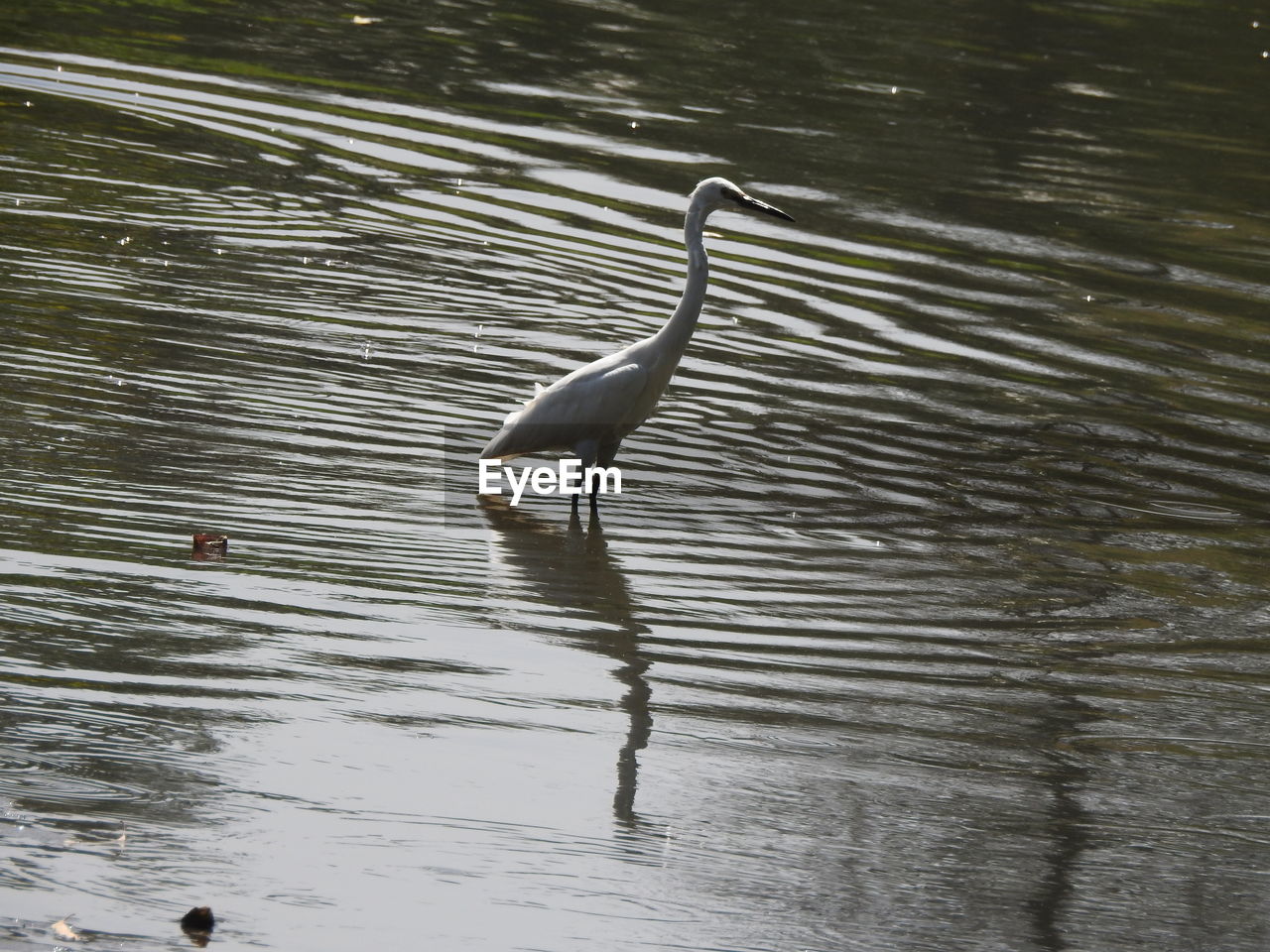 VIEW OF A BIRD IN WATER