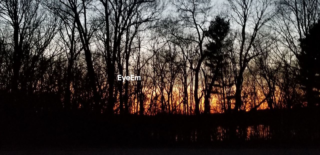 SILHOUETTE TREES IN FOREST AGAINST SKY