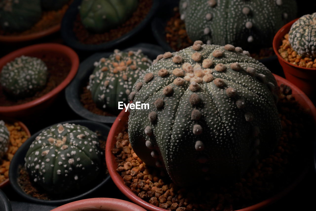 Cactus at night